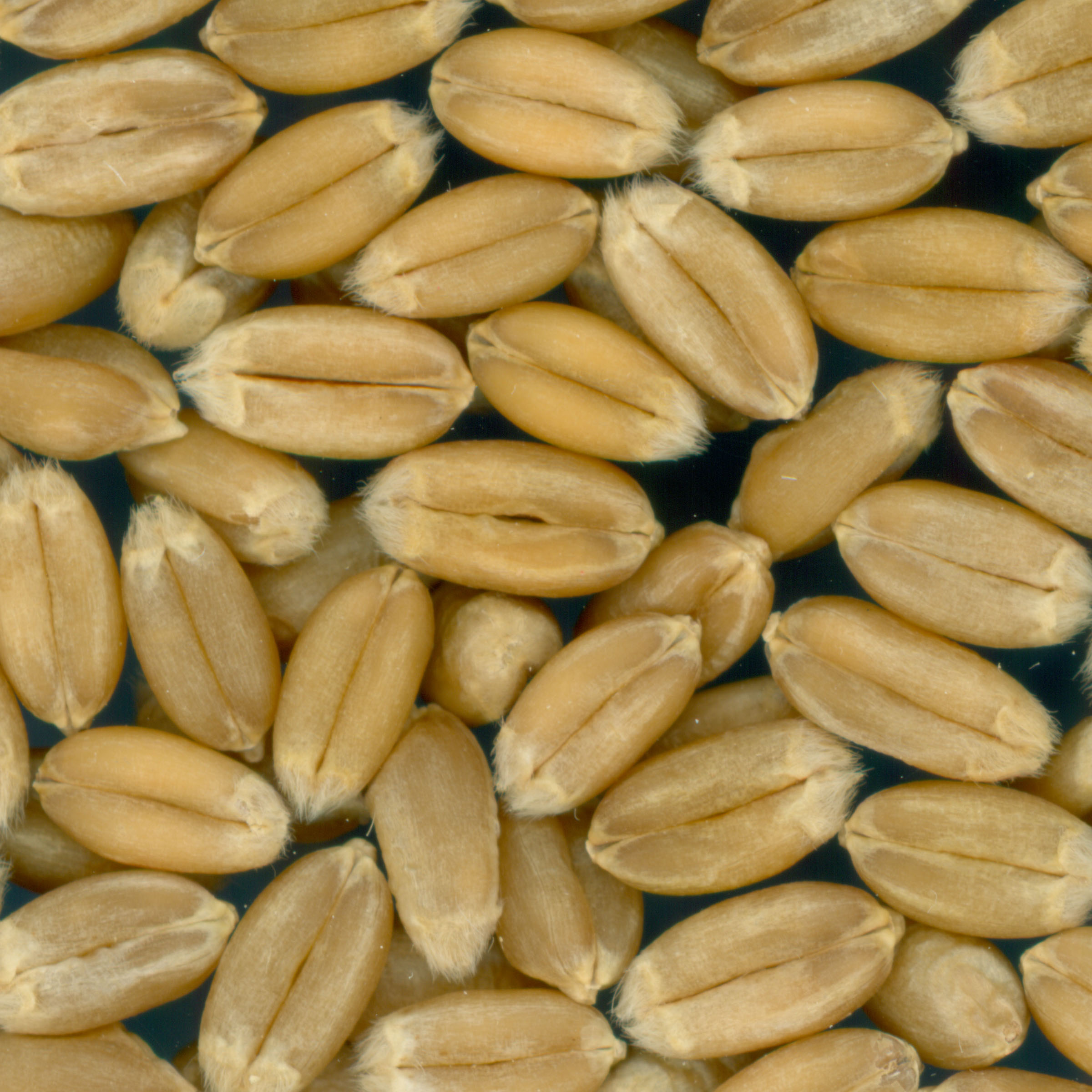 KERNELS